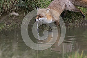 Red fox close up portrait by pond with reflection