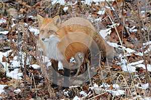 Red Fox stock photos. Red fox close-up profile view in the winter season with brown leaves and snow background in its environment