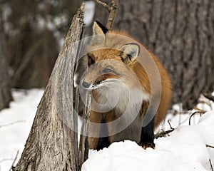 Red Fox Stock Photos. Close-up profile view in the winter season in its environment and habitat with blur forest  background
