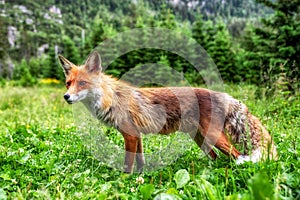 Red fox close up view