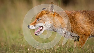 Red fox closeup