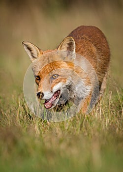 Red fox closeup