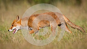 Red fox closeup