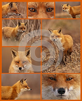 Red Fox Collage