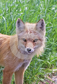 Red Fox
