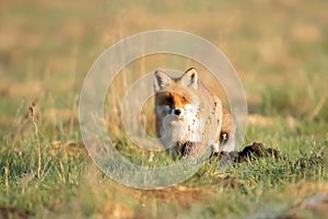 Red fox, common fox Vulpes vulpes