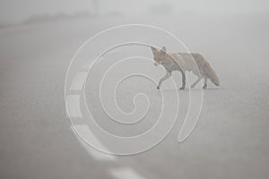 Red fox crossing asphalt road with middle line in mist