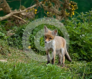 Red Fox cub