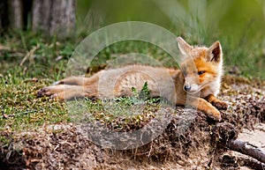 Red fox cub