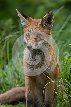 Red Fox cub