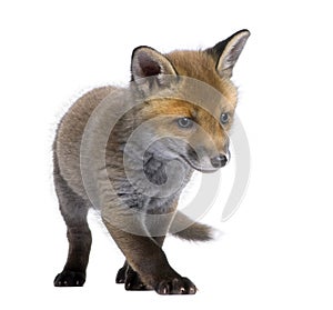 Red fox cub (6 Weeks old)- Vulpes vulpes