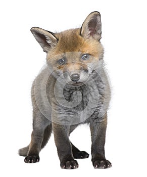 Red fox cub (6 Weeks old)- Vulpes vulpes