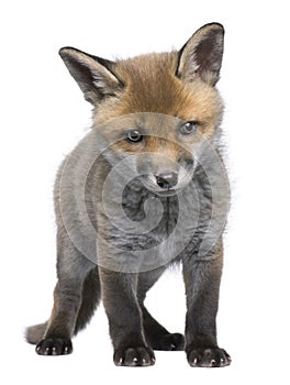 Red fox cub (6 Weeks old)- Vulpes vulpes photo