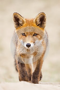 Red fox cub