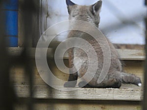 Red fox cub with back to the camer