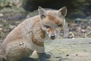 Red fox cub close up