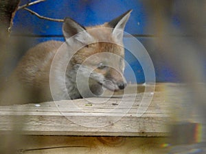 Red fox cub close up