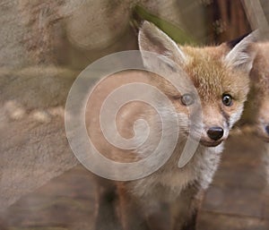 Red fox cub close up