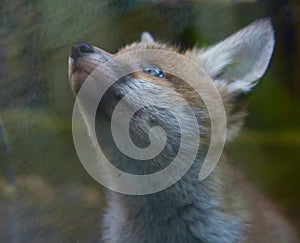 Red fox cub close up