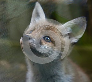 Red fox cub close up