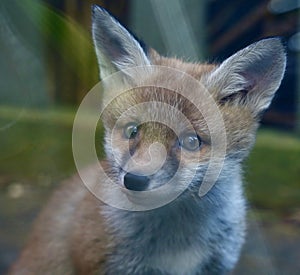Red fox cub close up