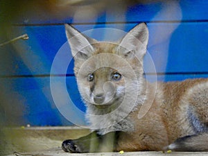 Red fox cub close up
