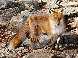 Red Fox Cub Closeup