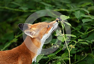 Red fox cub eating blackberries in forest