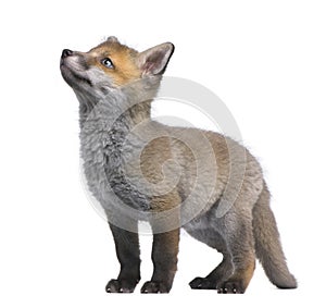 Red fox cub looking up (6 Weeks old)- Vulpes vulpe