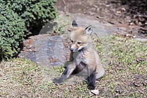 Red fox cub sitting with front legs spread and ears pricked