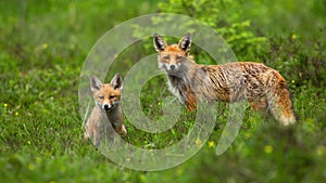 Red fox cub sitting on green meadow with adult standing behind it in springtime