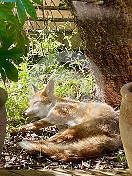 Red Fox Cub Sleeping under a Tree