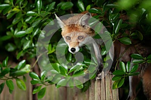 Red fox cub standing on a garden fence