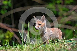 Red fox cub standing in a grass