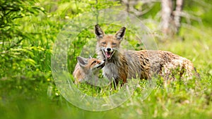 Red fox with cub standing on green grassland in summer