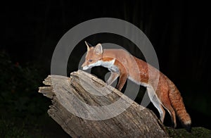 Red fox cub standing on a tree trunk against dark background