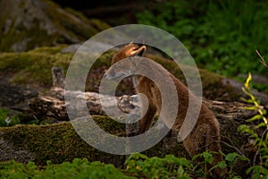 Red fox cub standing on the tree trunk near to a burrow and a rock in the middle of a beech forest