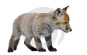 Red Fox Cub, Vulpes vulpes, 6 weeks old