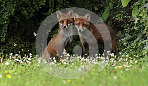 Red fox cubs.