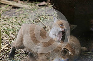 Red fox cubs at play