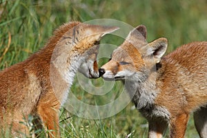 Red fox cubs playing