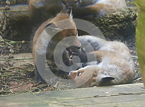 Red fox cubs playing