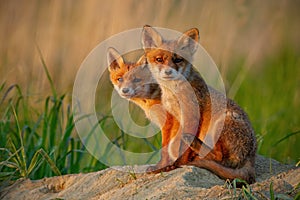 Red fox cubs at sunset curiously looking in camera.