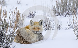Red fox curled in snow staring