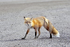 Red fox in Denali NP, Alaska