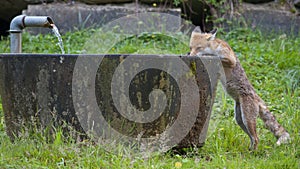 Red Fox is drinking from fountain