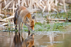 Red fox drinking water