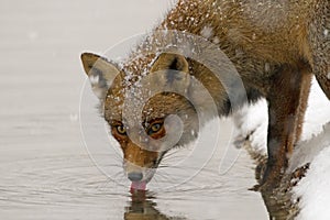 Red fox drinks water in the snow