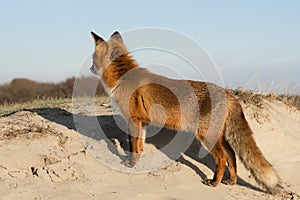 Red Fox on a dune top