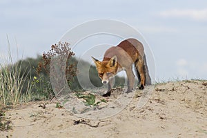 Red Fox on a dune top